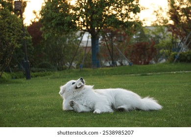 White Samoyed dog relaxing in a sunny grassy field holding a flower in mouth - Powered by Shutterstock