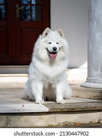 A White Samoyed Dog Sitting On The Steps In Front Of The Manor House