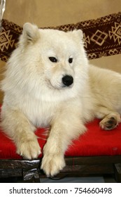 White Samoyed Husky White Puppy Samoyed Husky Stock Image. Image Of Husky