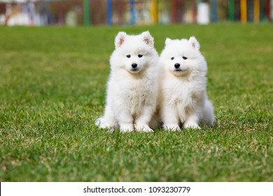 White Samoyed Puppy Dog Outdoor Park Stock Photo 1093230779 | Shutterstock