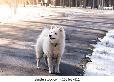 White Samoyed Puppy Dog Outdoor In Park.