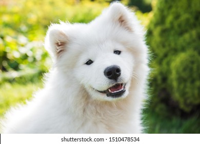 White Samoyed puppy dog smiles muzzle in the garden on the green grass