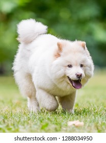 A White Samoyed Puppy Running Toward Camera Through Short Grass. Cute White Fluffy Dog With Long Fur In The Park, Countryside, Meadow Or Field. Beautiful Eyes.