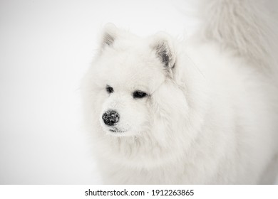 White Samoyed In Snow Storm 