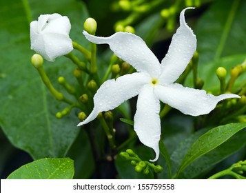 茉莉花 の画像 写真素材 ベクター画像 Shutterstock