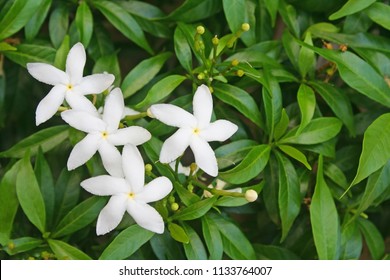 White Sampaguita Jasmine Flowers