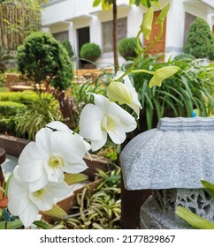 White Sampaguita In The Philippines