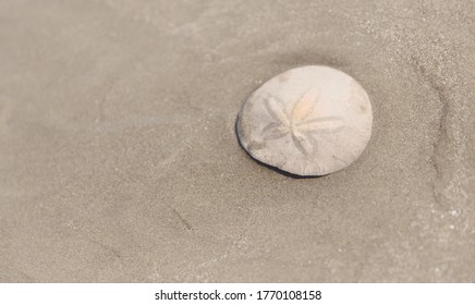 White Sand Dollar On Ocean Beach In Tofino 