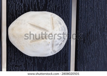 White sand dollar test, an echinoderm sea urchin skeleton, isolated on dark wooden background with radial symmetry.