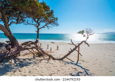 White Sand And Pine Trees In Maria Pia Beach On A Sunny Day. Sardinia, Italy