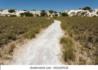 White Sands National Monument, New Mexico, USA. Dune Life Nature Trail. Northern Chihuahuan Desert. Known For Its Dramatic Landscape Of Rare White Gypsum Sand Dunes.