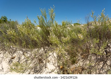 White Sands National Monument, New Mexico, USA. Dune Life Nature Trail. Northern Chihuahuan Desert. Known For Its Dramatic Landscape Of Rare White Gypsum Sand Dunes.