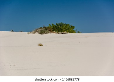 White Sands National Monument, New Mexico, USA. Dune Life Nature Trail / May 24, 2019: Northern Chihuahuan Desert. Known For Its Dramatic Landscape Of Rare White Gypsum Sand Dunes.