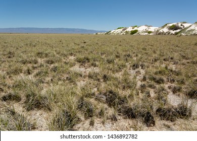 White Sands National Monument, New Mexico, USA. Dune Life Nature Trail / May 24, 2019: Northern Chihuahuan Desert. Known For Its Dramatic Landscape Of Rare White Gypsum Sand Dunes.