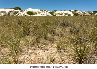 White Sands National Monument, New Mexico, USA. Dune Life Nature Trail / May 24, 2019: Northern Chihuahuan Desert. Known For Its Dramatic Landscape Of Rare White Gypsum Sand Dunes.