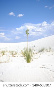 White Sands National Monument Yucca