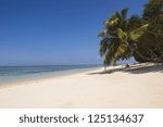 White sandy beach with palmtree