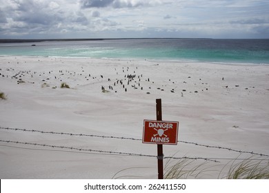 White sandy beach in Yorke Bay close to Stanley, capital of the Falkland Islands. The beach is home to Magellanic Penguins (Spheniscus magellanicus) and contains land mines from the 1982 conflict.