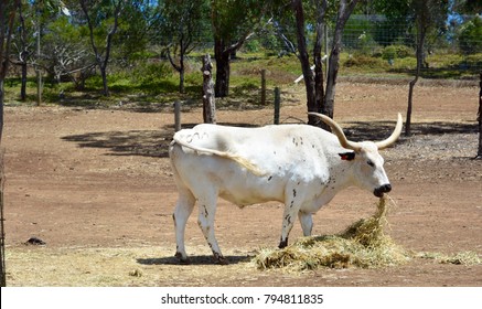 White Sanga Cattle - African Cattle, Eating.    