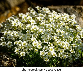 White Saxifrage Flowers In The Garden, Beautiful Flowers Carpet In Full Sun, Tiny Flowers, Dark Background