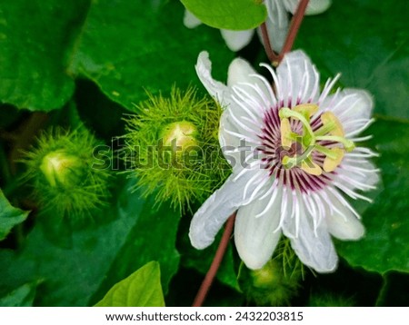 White Scarlet fruit passion flowers blooming and buds with green leaves background abstract
