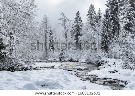 White scene of winter beauty snow forest inside, the river among the snow-covered forest, panorama of wild nature wintery background, Branches in hoarfrost
