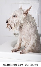 White Schnauzer Dog Getting A Bath At Pet Grooming Salon