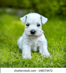 White Schnauzer Puppy In A Green Grass