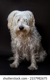 White Schnauzer With Uncut Hair 