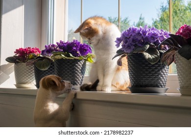 White Scottish cat sitting among violet and red flowers on windowsill and looking at her white puppy friend.  No words conversation. 4 months old Jack Russell Terrier dog.