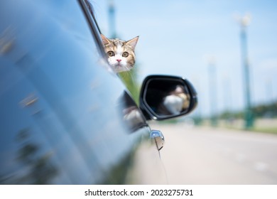 white scottish cat stand and look to outside car