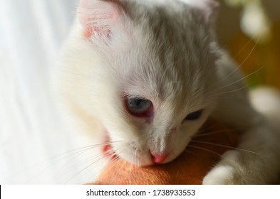 White Scottish Fold Cat Love Bites A Hand