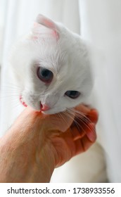 White Scottish Fold Cat Love Bites A Hand