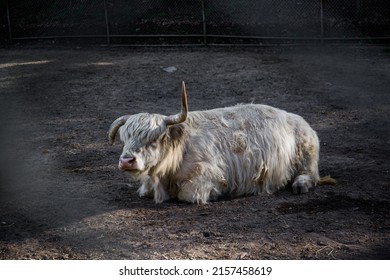 White Scottish Highland Cattle Rest On Ground. Farm Animal, Fluffy Cow