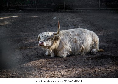 White Scottish Highland Cattle Rest On Ground. Farm Animal, Fluffy Cow