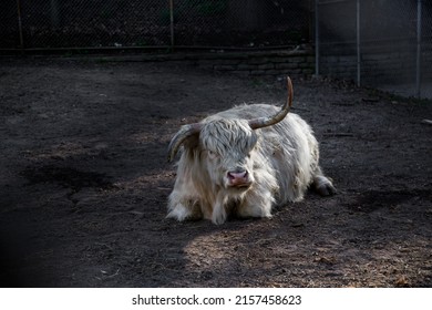 White Scottish Highland Cattle Rest On Ground. Farm Animal, Fluffy Cow