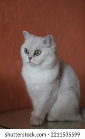 A White Scottish Silver Chinchilla Cat Sits On A White Coffee Table Against A Dark Terracotta Wall.