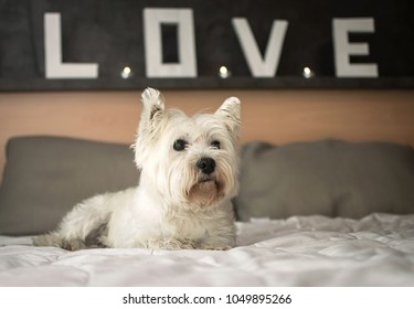 White Scottish Terrier On The Bed