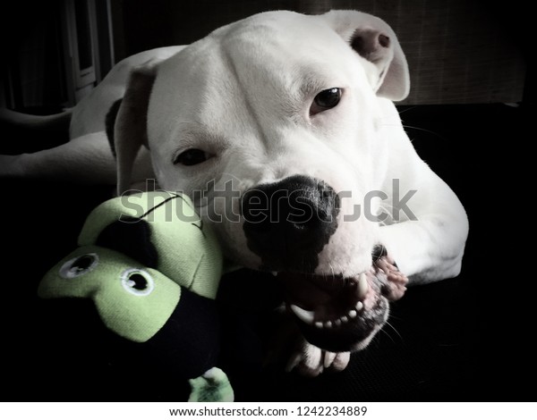 stuffed american bulldog