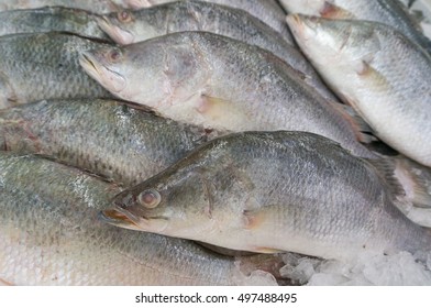 6,202 Frozen sea bass fish Images, Stock Photos & Vectors | Shutterstock