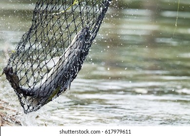 White Sea Bass In The Fishing Tournament