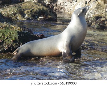 white sea lion