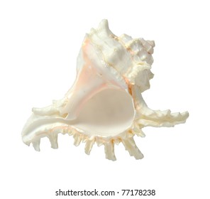 White Sea Shell Conch Isolated On Stock Photo 77178238 | Shutterstock