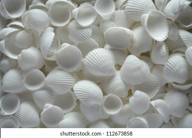 White Sea Shells  Background