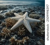 The White Sea Star is a stunningly elegant starfish characterized by its pure white coloration. Typically found in shallow, tropical waters, this starfish is known for its smooth