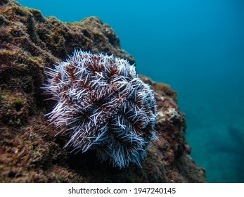 White Sea Urchin In Tayrona National Natural Park