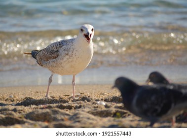 white seagull angry with pigeons
