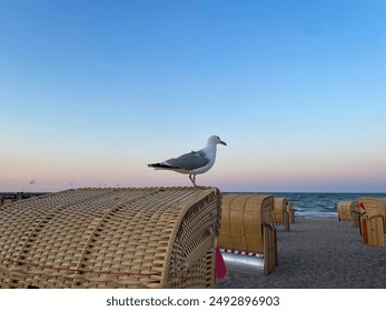 White seagull bird on a top of beach chair strandkorb on Baltic Sea sandy beach in sunset time - Powered by Shutterstock