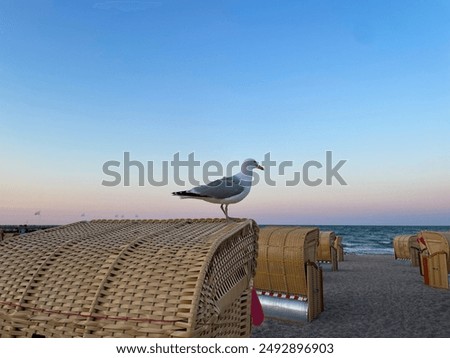 Similar – eine Möwe sitzt auf Strandkorb Nummer 225 vor blauem Himmel