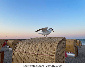 White seagull bird sitting on a top of beach chair strandkorb on Baltic Sea sandy beach in sunset time - Powered by Shutterstock